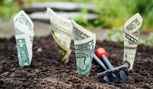 Dollar bills growing from soil, symbolizing money growing with interest idle checking balances