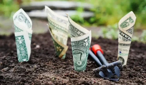 dollar bills growing in high yield checking account